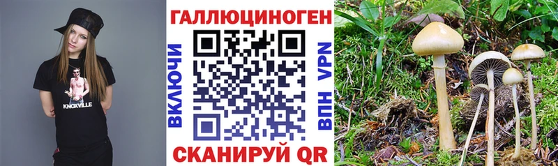 Галлюциногенные грибы мицелий  Купить где  Курильск 